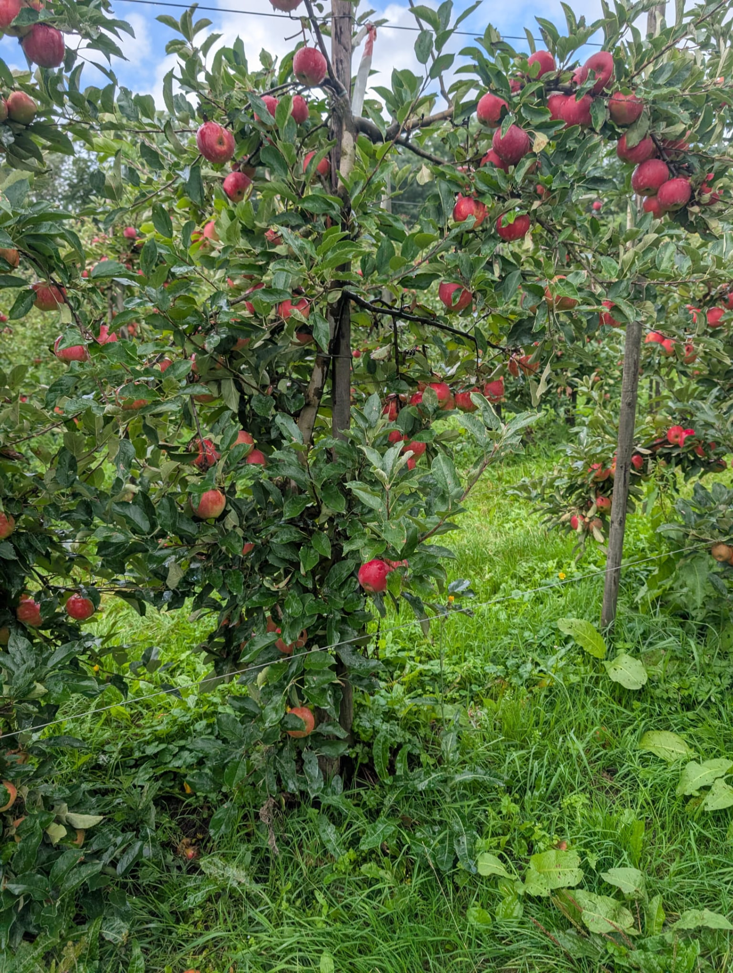 Elstar appelboom met rode appels